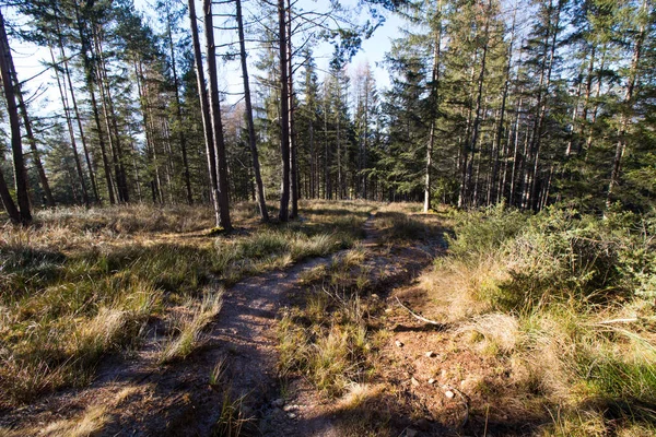 Jesienny Krajobraz Jesień Natura Scena — Zdjęcie stockowe