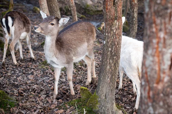 Belos Animais Veado Fundo Floresta — Fotografia de Stock