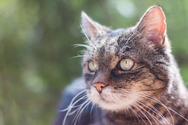 Bellissimo Gatto Giardino Sfondo — Foto Stock