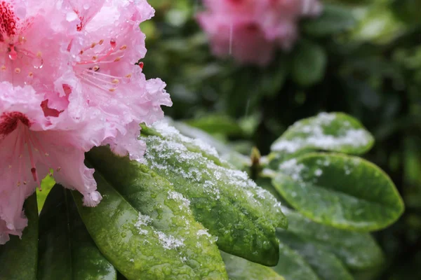 Beautiful Pink Flowers Snow Background — Stock Photo, Image