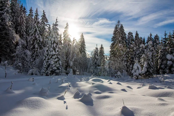 Sneeuwachtige Bomen Bergen Rechtenvrije Stockafbeeldingen