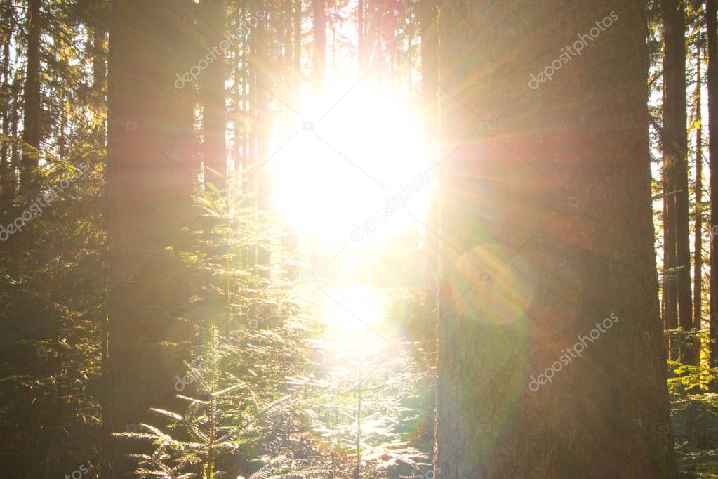 autumn forest landscape with trees and sun rays