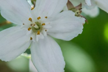 güzel beyaz arka plan üzerinde çiçek