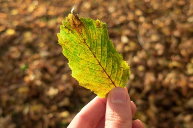 hand holding a leaf of the tree