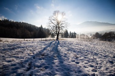 Kar ve ağaçlarla kaplı kış manzarası
