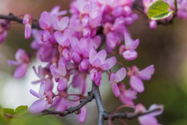 Pembe çiçek açan kiraz çiçeklerinin resmini kapat. 