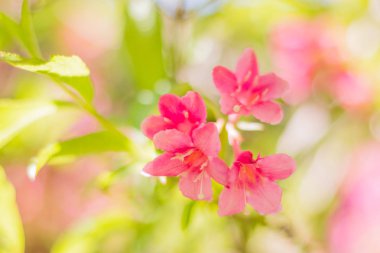 arka plan üzerinde güzel pembe çiçekler