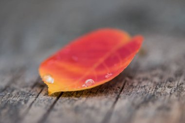 Masadaki kırmızı gülü kapat