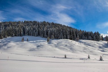 Dağlarda karlı ağaçlar