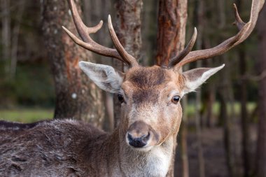 Sevimli geyik ayakta ormandaki