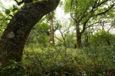 Yeşil ağaçlı güzel orman