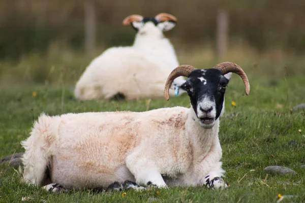 Herd Sheep Meadow Background — 스톡 사진