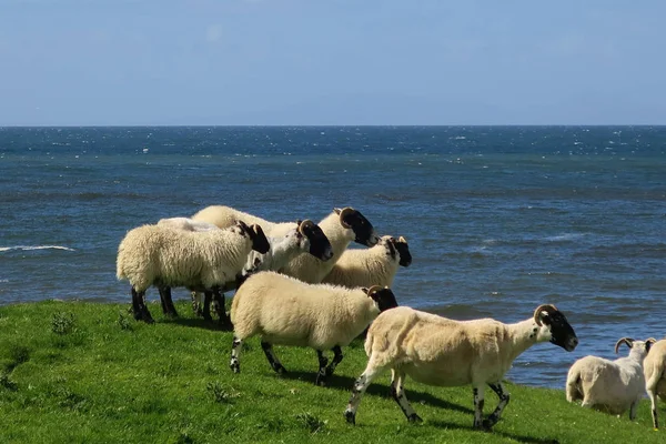 Kudde Schapen Heuvel Achtergrond — Stockfoto