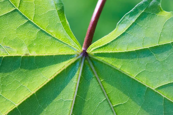 Green Leaf Background Close — Stock Photo, Image