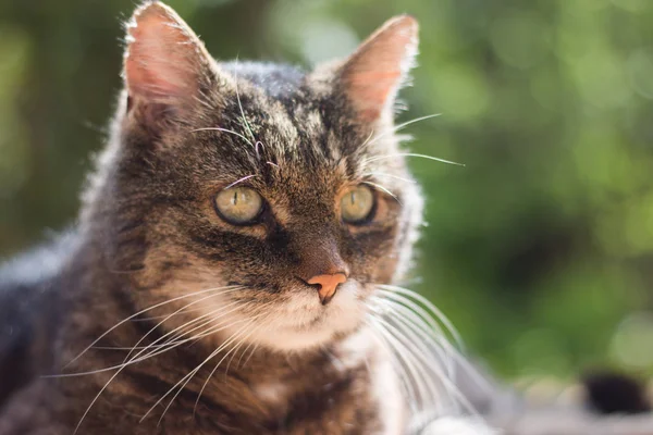 Bellissimo Gatto Grigio Con Gli Occhi Verdi — Foto Stock