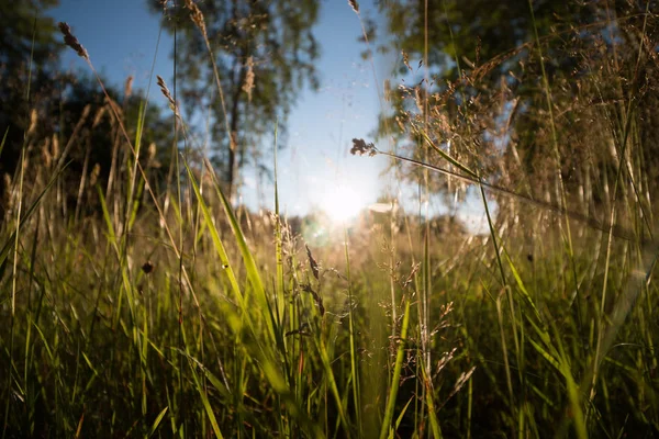 Grøn Mark Blå Himmel Baggrund Nærbillede - Stock-foto