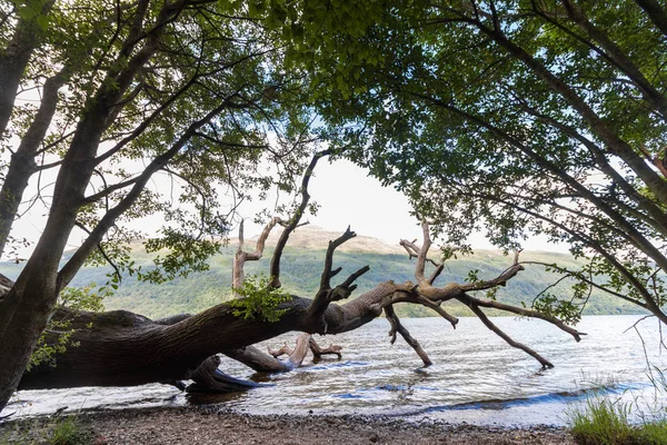 公園内の緑の木々や湖は — ストック写真