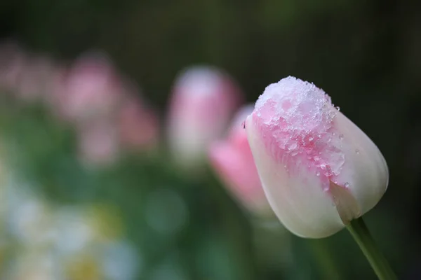 Bela Tulipa Sob Neve Fundo — Fotografia de Stock