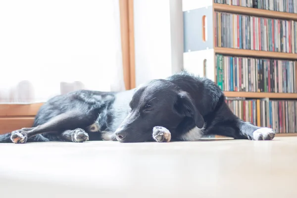 Симпатичный Черный Пес Лежит Полу Расслабляется — стоковое фото