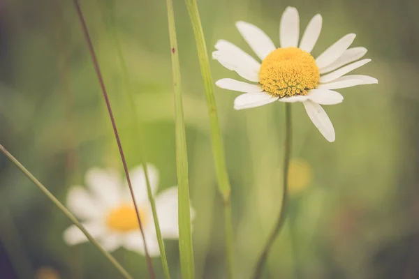 Witte Madeliefje Bloemen Groene Achtergrond — Stockfoto