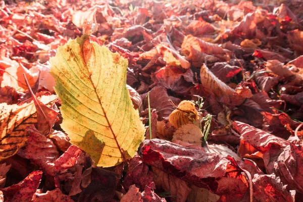 Podzimní Listí Pozadí Zblízka — Stock fotografie