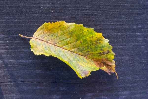 Podzimní List Dřevěném Pozadí — Stock fotografie