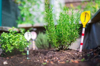 Kentsel bahçe: verimli topraklarda lezzetli otlar ekimi 
