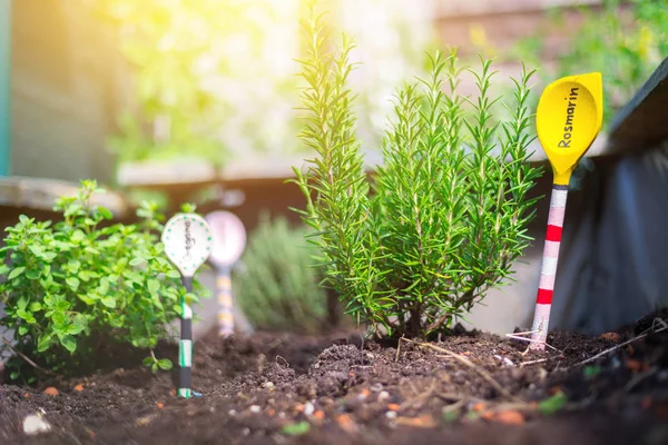 Urban Gardening: Anbau von leckeren Kräutern auf fruchtbarem Boden in — Stockfoto