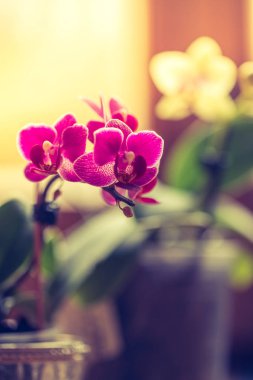 Çiçek açan tropik orkide