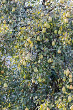 Bahçedeki armut ağacı. 