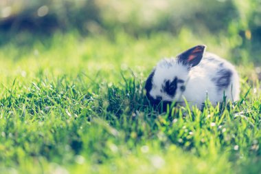 Yeşil çimlerin üzerinde küçük şirin bir tavşan, bahar zamanı.