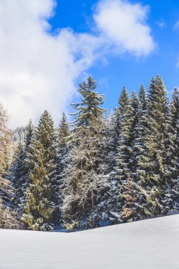 Dağlarda kış ormanı