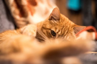 Arka planda sevimli kırmızı kedi.