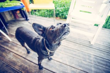 Evin eşiğinde sevimli bir köpek.