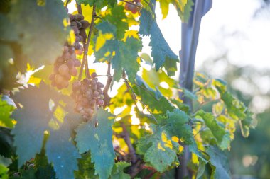 Bir demet taze organik üzüm.