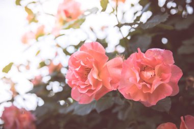 Bahçe arka planda güzel güller