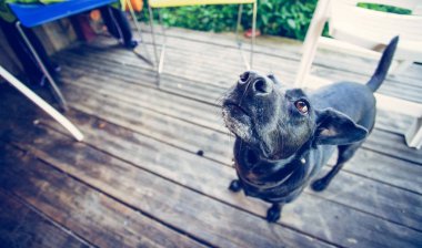 Evin eşiğinde sevimli bir köpek.