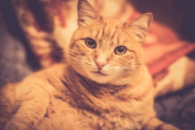 Arka planda sevimli kırmızı kedi.