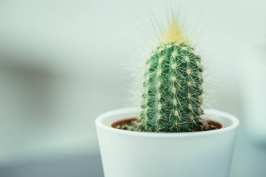 Pencere pervazındaki kaktüs, kapat.