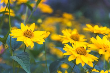Bahçedeki Cutleaf (Rudbeckia laciniata)