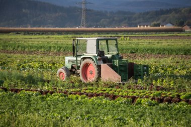 hasat traktörünü bir tarlada birleştirin