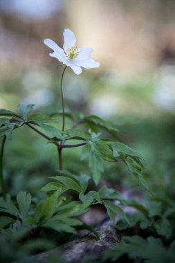 Tarla arka planında güzel bir çiçek