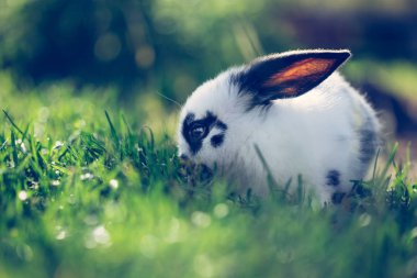 Yeşil çimlerin üzerinde küçük şirin bir tavşan, bahar zamanı.