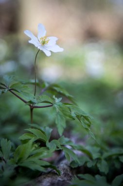 Tarla arka planında güzel bir çiçek