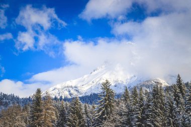 Dağlarda kış ormanı