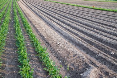 Bir tarım alanında genç yeşil ve kırmızı salata 