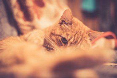 Arka planda sevimli kırmızı kedi.