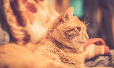 Arka planda sevimli kırmızı kedi.