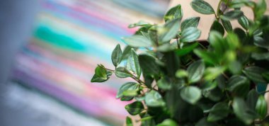 arka planda güzel yeşil yapraklar