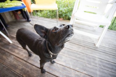 Evin eşiğinde sevimli bir köpek.